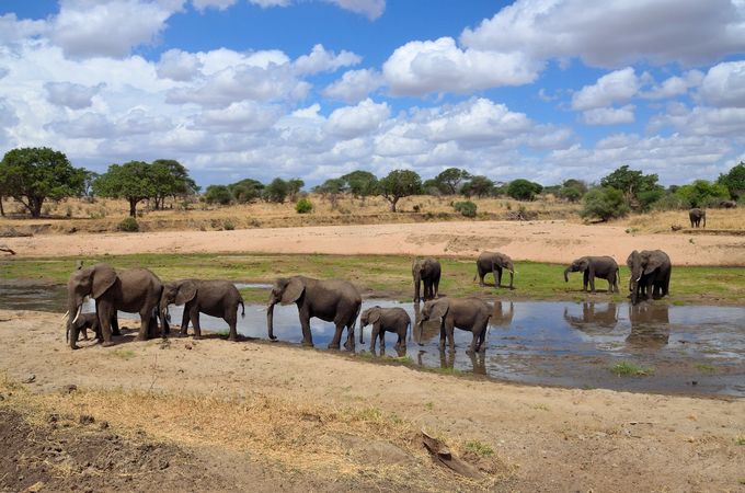 TARANGIRE National Park - Superficie di oltre 2800 kmq (a circa 100 km ad ovest di Arusha e a tre ore di auto dall'aeroporto internazionale del Kilimanjaro)

La prima tappa del nostro circuito è il Tarangire National Park, zona naturale protetta che ci accoglie con i suoi maestosi alberi di baobab ed una infinità di acacie ad ombrello che sono una caratteristica distintiva di questa area.
Il parco è attraversato dal fiume Tarangirre, da cui prende il nome, e che rappresenta la principale fonte di approvvigionamento d'acqua, sopratutto durante la stagione secca.
E' un paesaggio di rara bellezza, dove si alternano colline, boschi e pianure alluvionali; è noto come il 