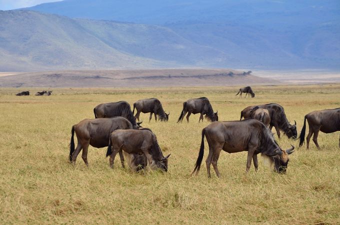 La grande Migrazione
Ogni anno milioni di erbivori ungulati (gnu, zebre, gazzelle, antilopi) effettuano ciclicamente la transumanza da un territorio all'altro, seguendo la disponibilità di erba e di acqua per sopravvivere, in concomitanza con la stagione delle piogge.
Tra maggio e giugno, approssimativamente, comincia lo spostamento delle grandi mandrie dal centro e dal sud del parco, attraverso il cosiddetto corridoio occidentale (Western Corridor) verso il nord. Nei mesi di luglio ed agosto avviene l'attraversamento del fiume Masai verso l'omonimo parco, al confine con il Kenya. E' uno degli spettacoli più feroci e suggestivi allo stesso tempo, con i grandi predatori ed i coccodrilli che attendono le loro prede durante il guado. Nei mesi da settembre a metà novembre gli gnu stazionano nel grande parco del Masai Mara. Da metà novembre a dicembre avviene invece il ritorno verso il sud e le grandi praterie centrali, dove zebre e gnu partoriranno i loro piccoli (febbraio/marzo), che saranno pronti, nei mesi successivi, a seguire gli adulti per la transumanza alla ricerca di nuovi pascoli. 
Nella Tanzania settentrionale si riscontrano essenzialmente due stagioni delle piogge: quella delle precipitazioni più intense e continue nel periodo marzo-aprile e quella delle 