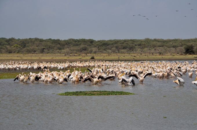 LAKE MANYARA NATIONAL PARK
Il parco occupa una superficie relativamente ridotta (circa 330 kmq), di cui 2/3 occupati dal lago alcalino. E' uno dei parchi con più alta biodiversità, dove coesistono differenti ecosistemi: dalla foresta equatoriale all'ambiente lacustro, dagli acquistrini con canneti alle distese di erba alta ed alla savana. Ma la caratteristica che più colpisce è l'abbondanza di specie volatili, un vero e proprio paradiso per gli amanti della fauna aviaria, con stormi di fenicotteri rosa, pellicani e tante altre specie.
Il silenzio e la pace del luogo sono interrotti dal fragore dello scrosciare delle ali di centinaia di uccelli che affollano gli stagni del parco