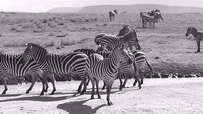 SERENGETI, un luogo magico, teatro del più grande movimento migratorio di animali selvaggi nel mondo

