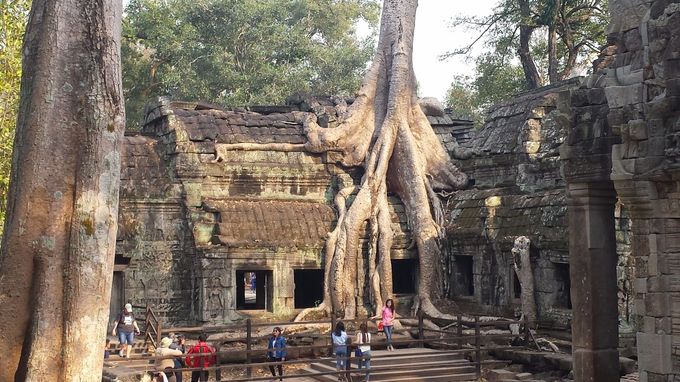 Ta Prohm Temple - Angkor