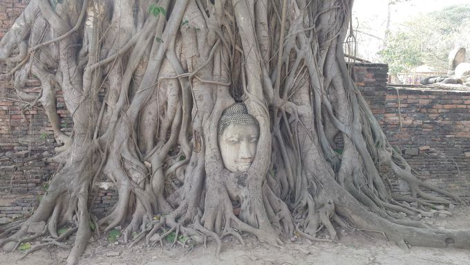 Tempio di WAT MAHATAT (Ayutthaya) - La testa del Buddha incastonata tra le radici dell'albero