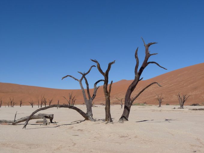 Tra i posti più inospitali, con i caratteristici rami isolati e secchi, il DEADVLEI (lago morto) presenta una temperatura che di giorno supera abbondantemente i 40 gradi
